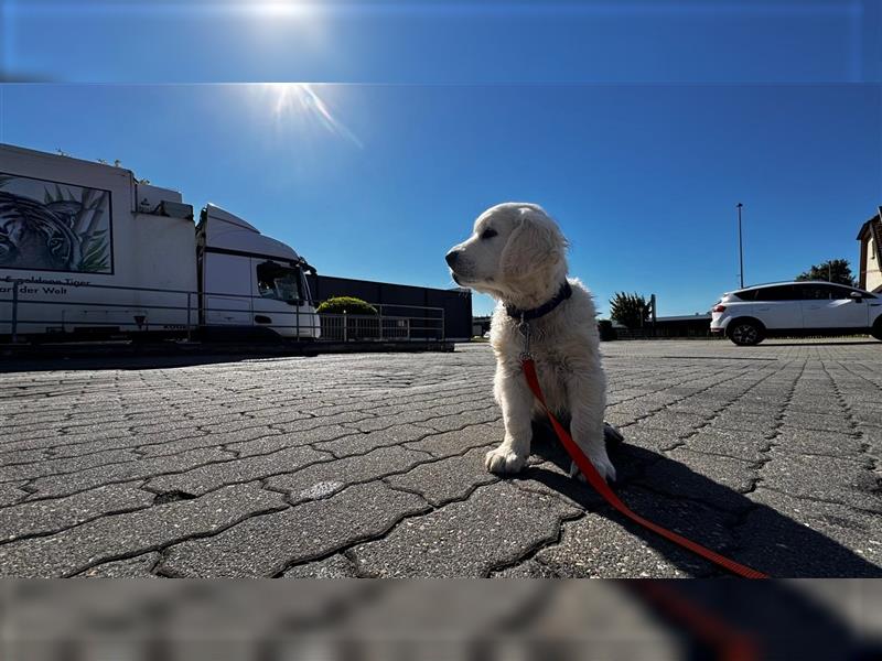 Wesensfeste leinenführige Golden Retriever Welpen mit Stammbaum