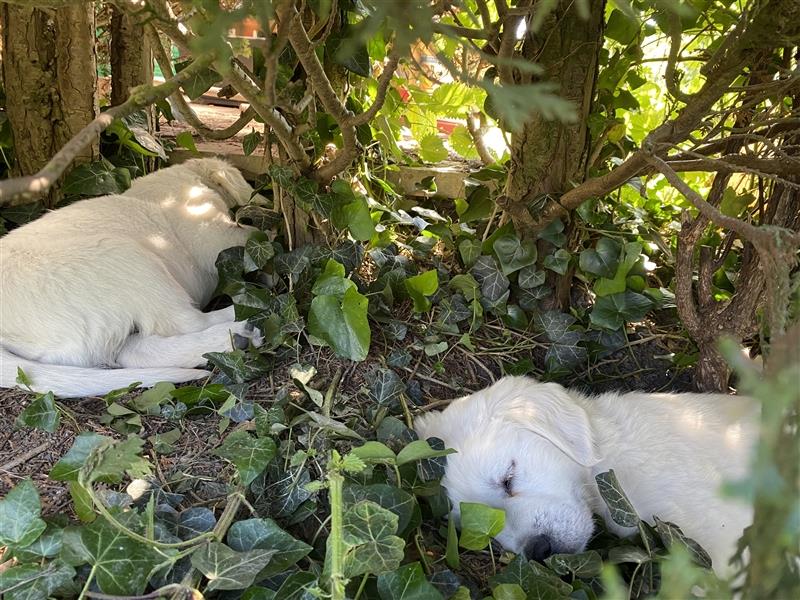 Wesensfeste leinenführige Golden Retriever Welpen mit Stammbaum