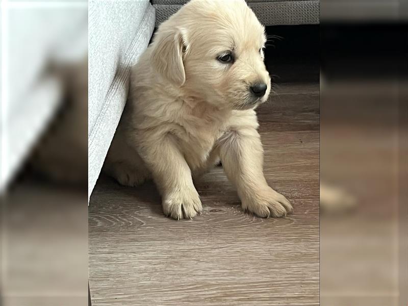 Golden Retriever Welpen abzugeben