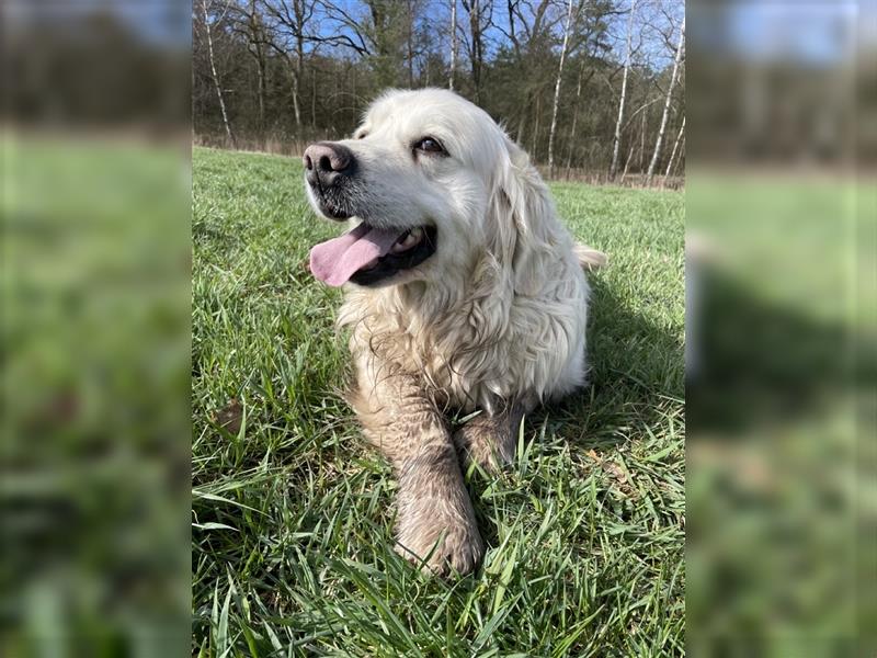 Golden Retriever Welpen abzugeben