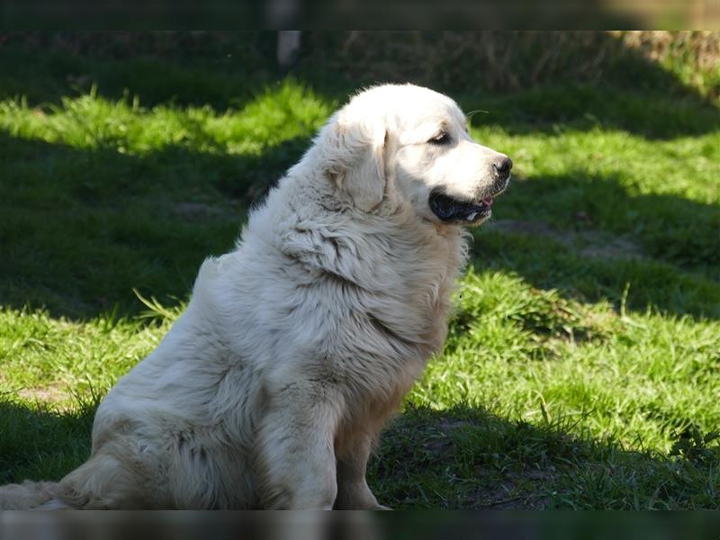 Golden Retriever Welpen abzugeben