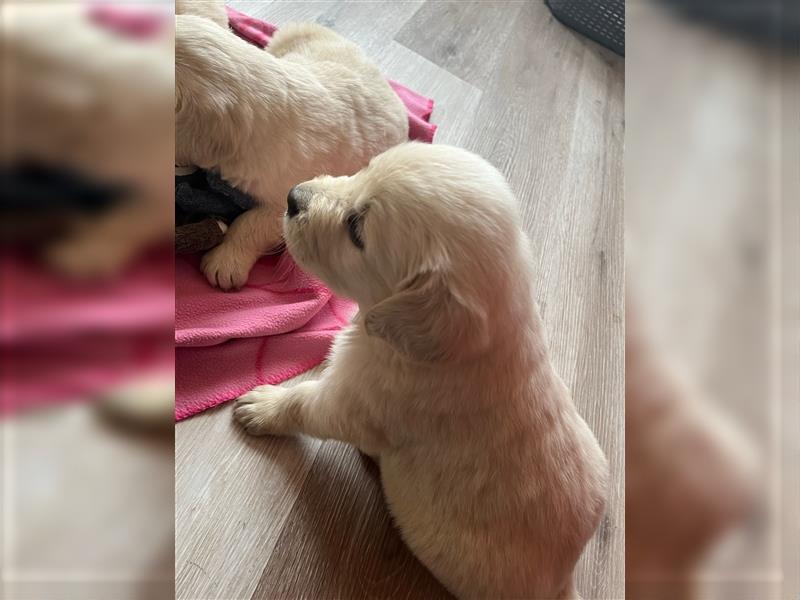 Golden Retriever Welpen abzugeben