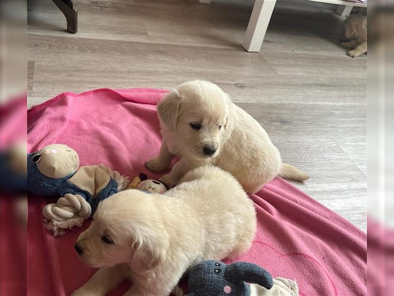 Golden Retriever Welpen abzugeben