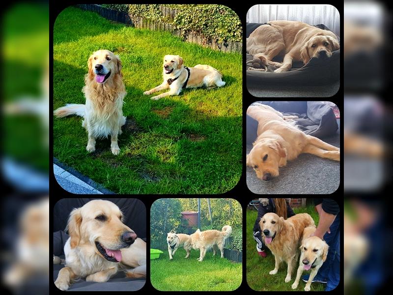 Golden Retriever Welpen reinrassig - Wurf 22. April 2024 / Abgabe Anfang Juli -