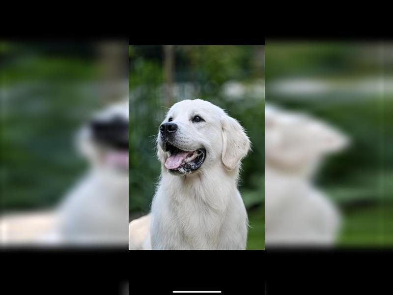 Golden Retriever Welpen aus excellenter Verpaarung, 1 Rüde noch frei