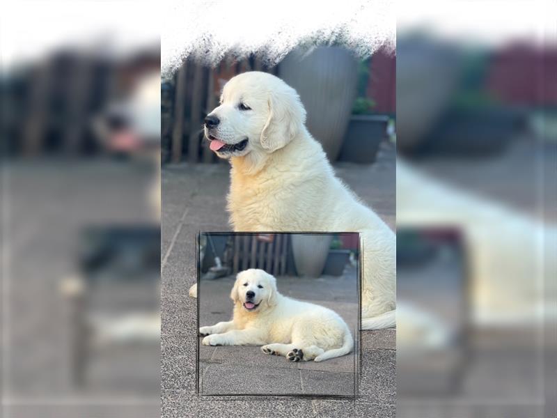 Golden Retriever Welpen aus excellenter Verpaarung, 1 Rüde noch frei