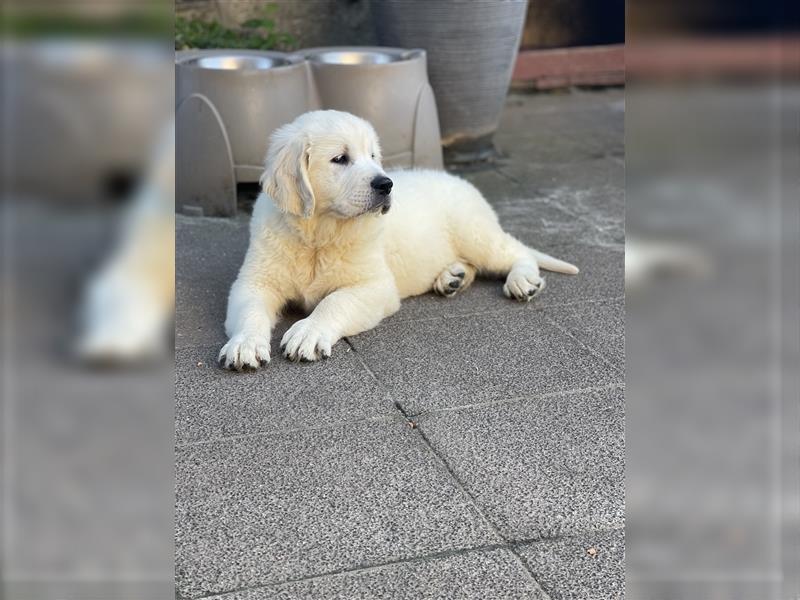 Golden Retriever Welpen aus excellenter Verpaarung, 1 Rüde noch frei