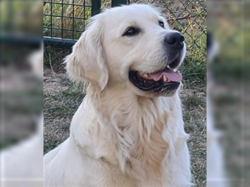 Golden Retriever Welpen aus excellenter Verpaarung, 1 Rüde noch frei