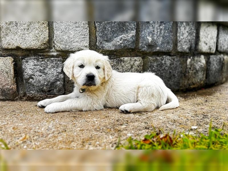 Wesensfeste leinenführige Golden Retriever Welpen mit Stammbaum