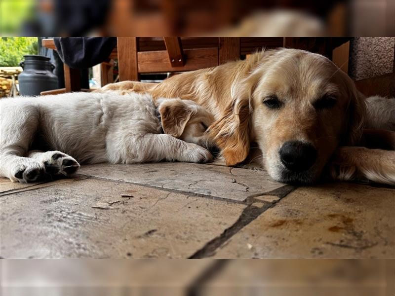 Wesensfeste leinenführige Golden Retriever Welpen mit Stammbaum