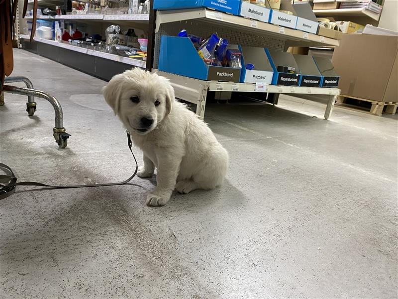 Wesensfeste leinenführige Golden Retriever Welpen mit Stammbaum