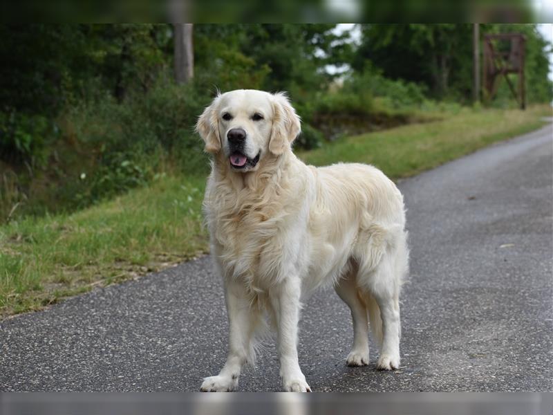 Deckrüde Golden Retriever mit DRC- und FCI- AHNENTAFEL