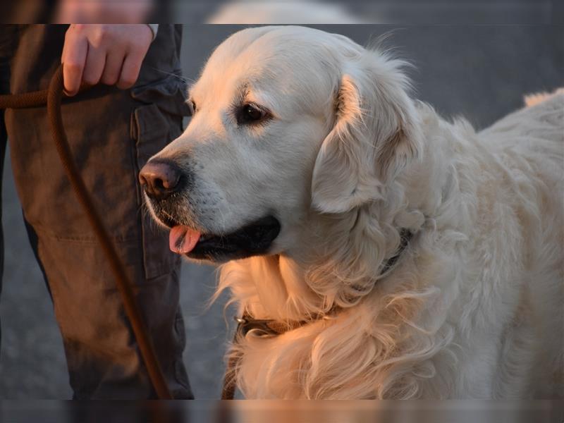 Deckrüde Golden Retriever mit DRC- und FCI- AHNENTAFEL