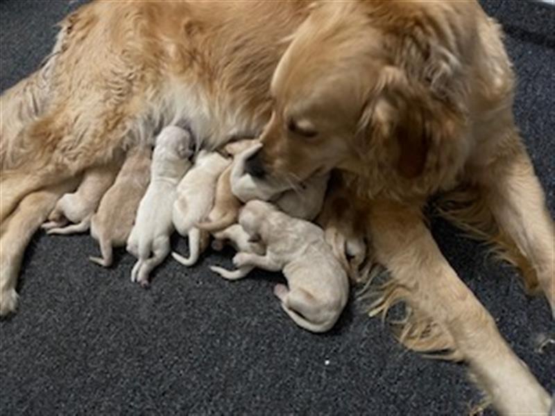 Allerliebste, sehr gesunde und reinrassige Golden Retriever Welpen