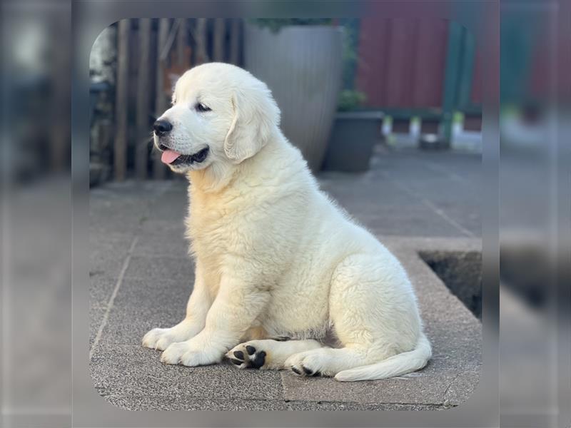 Golden Retriever Welpen aus excellenter Verpaarung, 1 Rüde noch frei