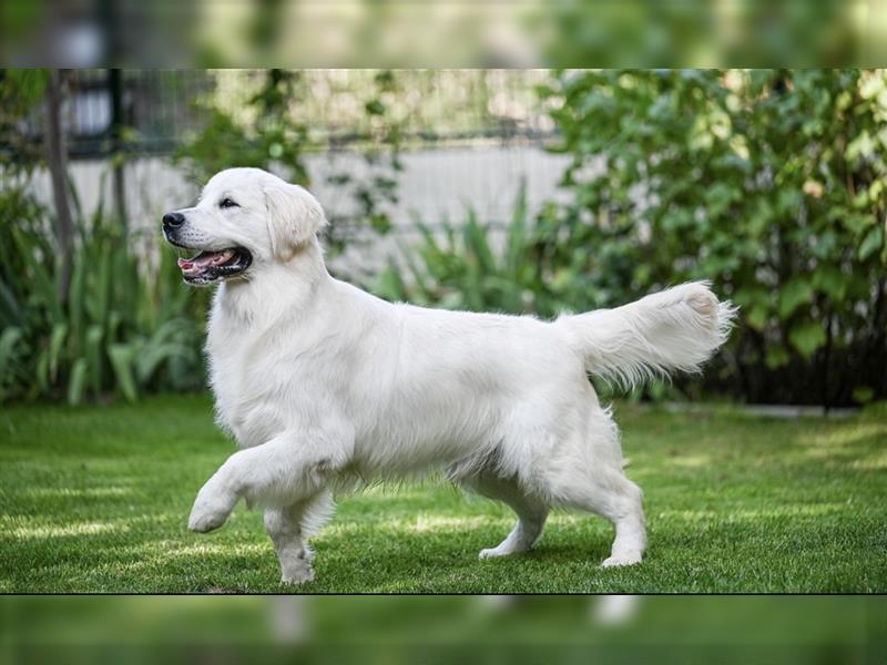 Golden Retriever Welpen aus excellenter Verpaarung, 1 Rüde noch frei