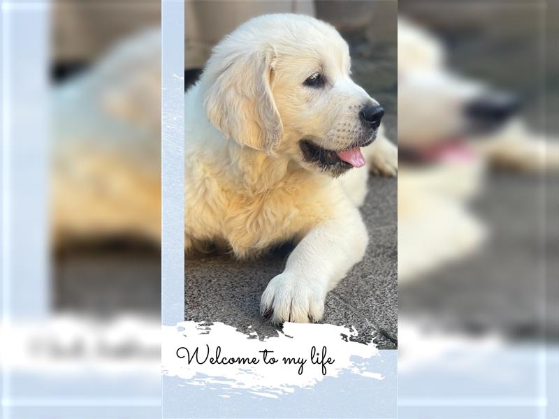 Golden Retriever Welpen aus excellenter Verpaarung, 1 Rüde noch frei