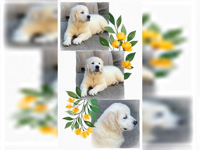 Golden Retriever Welpen aus excellenter Verpaarung, 1 Rüde noch frei