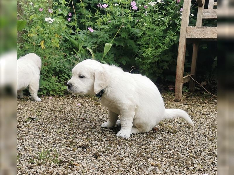 Premium Golden Retriever Welpen mit Ahnentafel