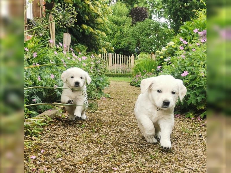 Premium Golden Retriever Welpen mit Ahnentafel