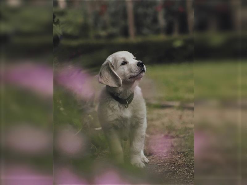 Premium Golden Retriever Welpen mit Ahnentafel