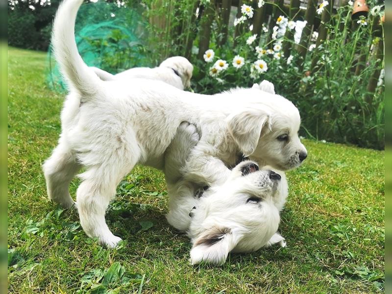 Premium Golden Retriever Welpen mit Ahnentafel