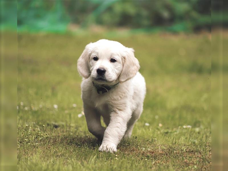 Premium Golden Retriever Welpen mit Ahnentafel