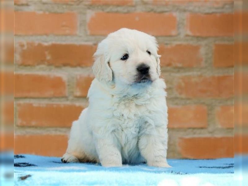 Wunderschöne Golden Retriever Welpen mit FCI Ahnentafel