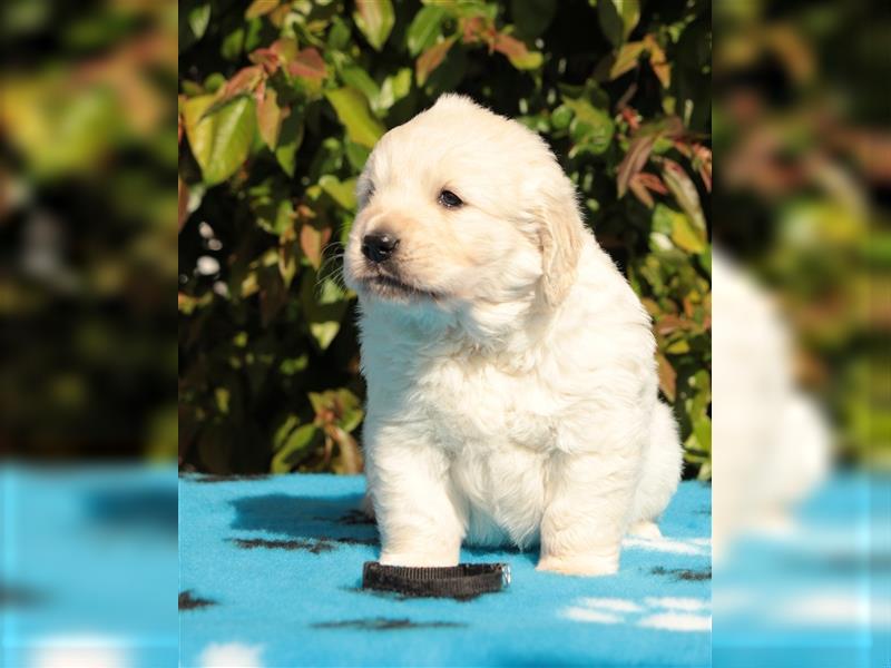 Wunderschöne Golden Retriever Welpen mit FCI Ahnentafel