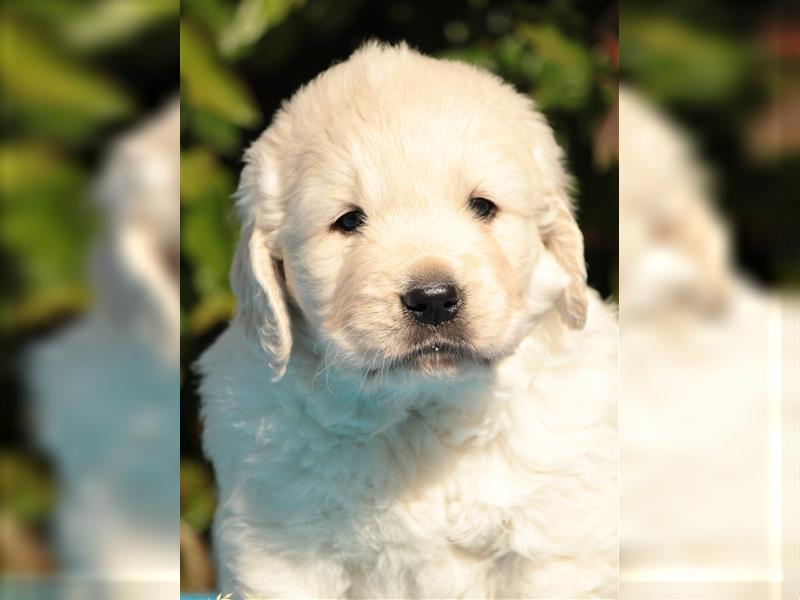 Wunderschöne Golden Retriever Welpen mit FCI Ahnentafel