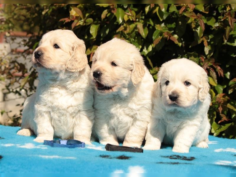 Wunderschöne Golden Retriever Welpen mit FCI Ahnentafel