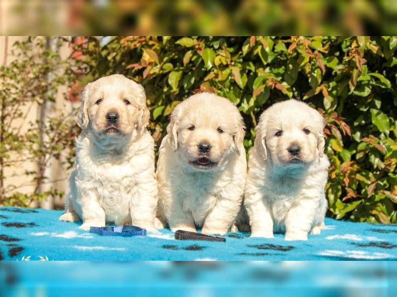 Wunderschöne Golden Retriever Welpen mit FCI Ahnentafel