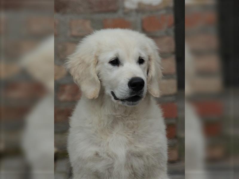 Wunderschöne Golden Retriever Welpen mit FCI Ahnentafel