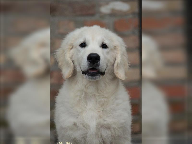 Wunderschöne Golden Retriever Welpen mit FCI Ahnentafel