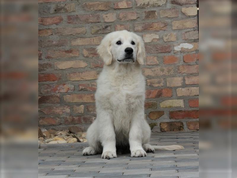 Wunderschöne Golden Retriever Welpen mit FCI Ahnentafel