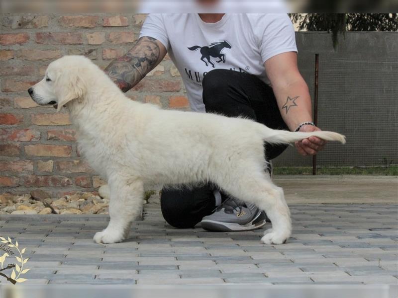 Wunderschöne Golden Retriever Welpen mit FCI Ahnentafel