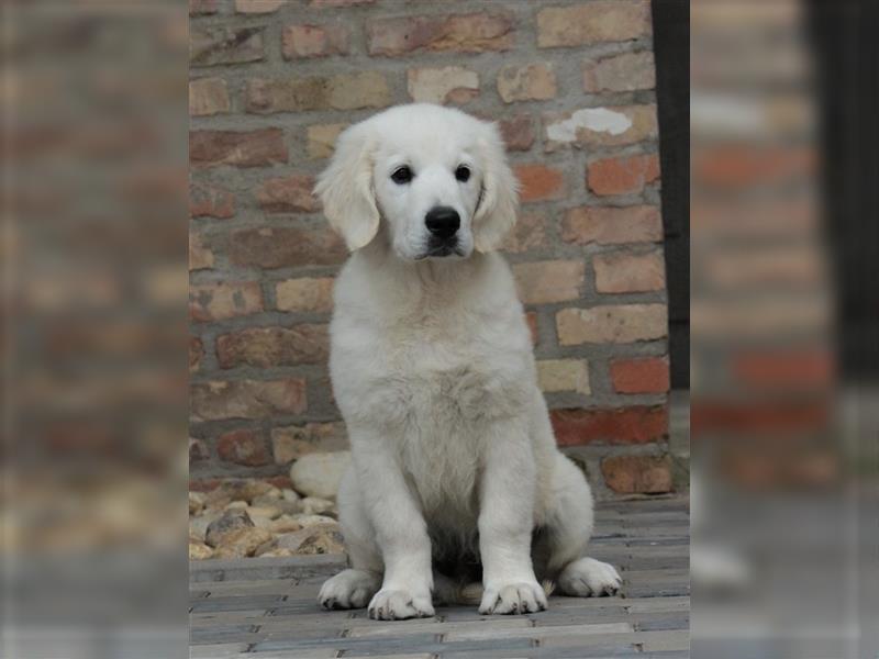 Wunderschöne Golden Retriever Welpen mit FCI Ahnentafel