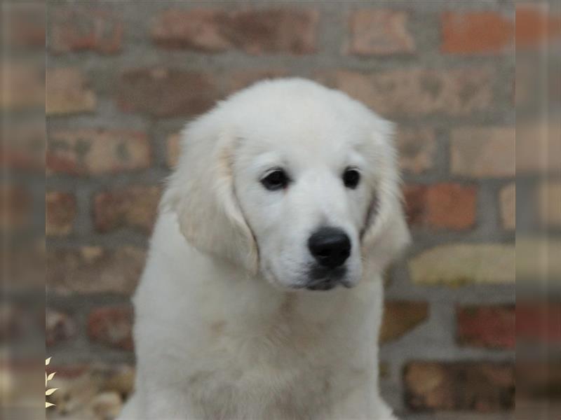 Wunderschöne Golden Retriever Welpen mit FCI Ahnentafel