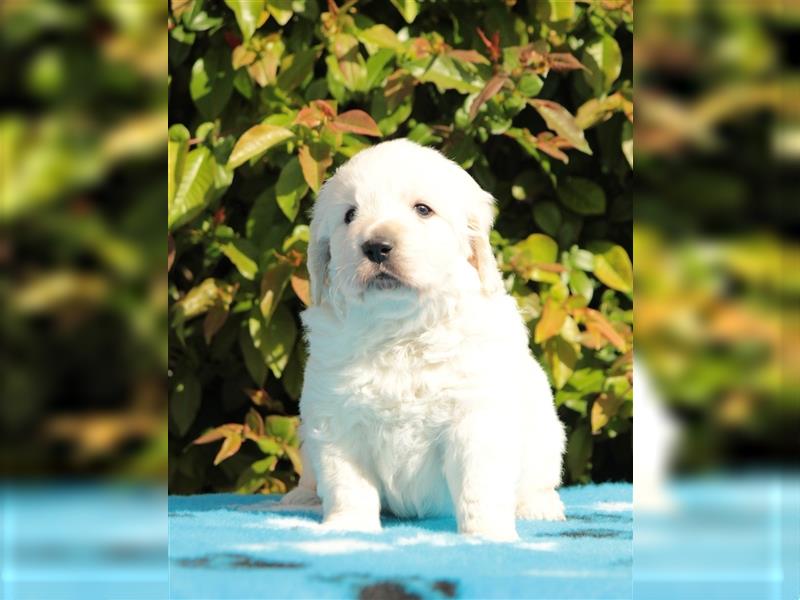 Wunderschöne Golden Retriever Welpen mit FCI Ahnentafel