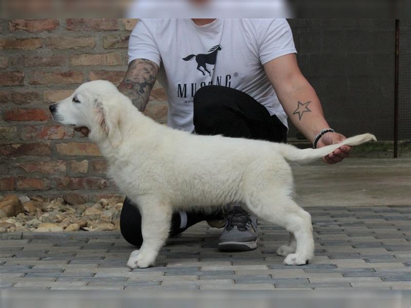 Wunderschöne Golden Retriever Welpen mit FCI Ahnentafel