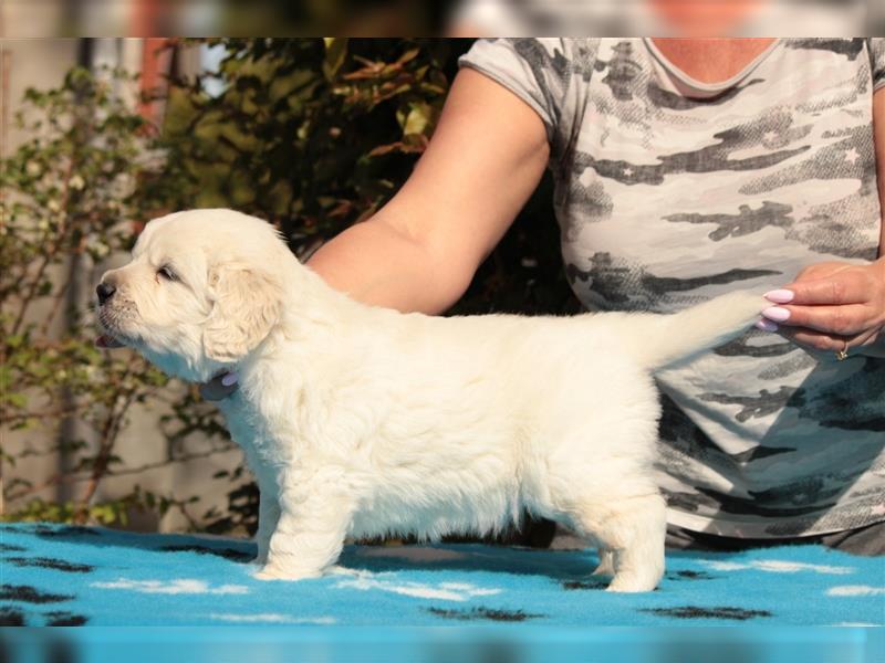 Wunderschöne Golden Retriever Welpen mit FCI Ahnentafel