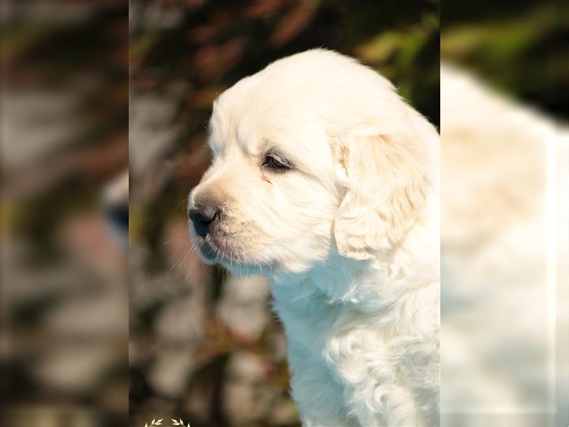 Wunderschöne Golden Retriever Welpen mit FCI Ahnentafel