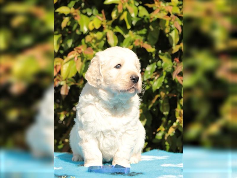 Wunderschöne Golden Retriever Welpen mit FCI Ahnentafel