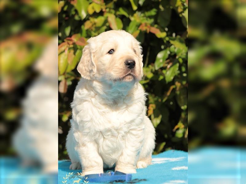 Wunderschöne Golden Retriever Welpen mit FCI Ahnentafel