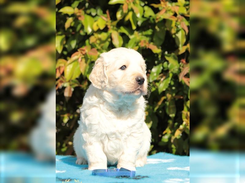 Wunderschöne Golden Retriever Welpen mit FCI Ahnentafel