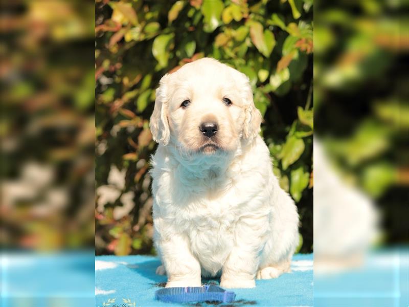 Wunderschöne Golden Retriever Welpen mit FCI Ahnentafel