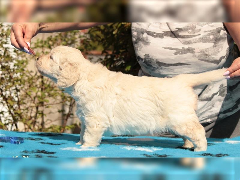 Wunderschöne Golden Retriever Welpen mit FCI Ahnentafel