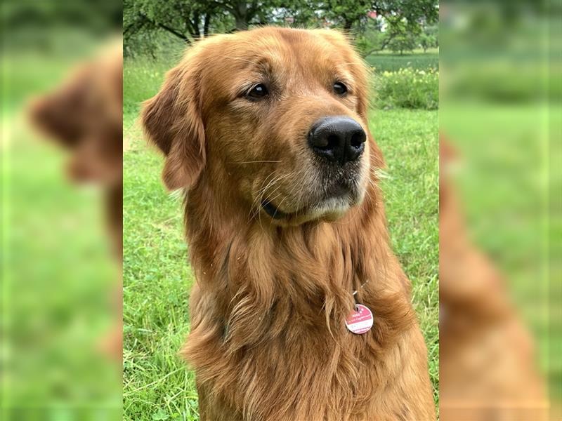 Deckrüde, Goldene Retriever