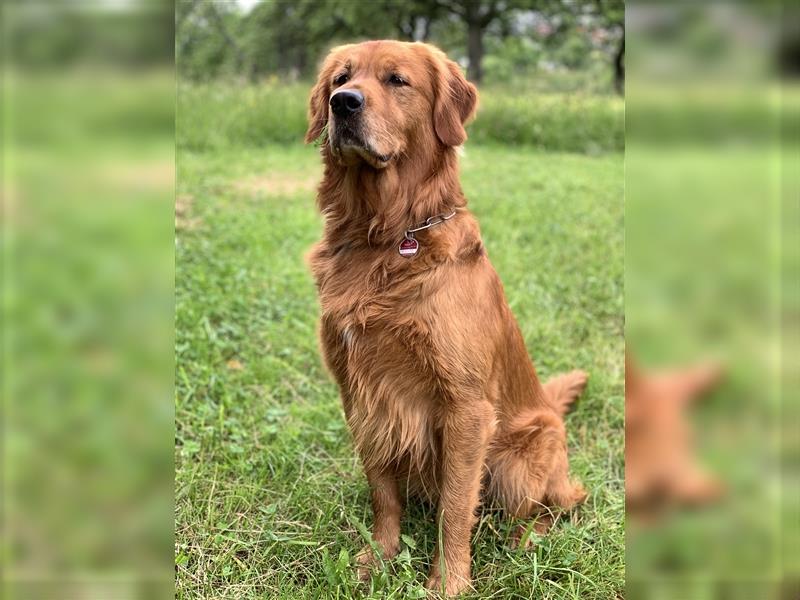 Deckrüde, Goldene Retriever