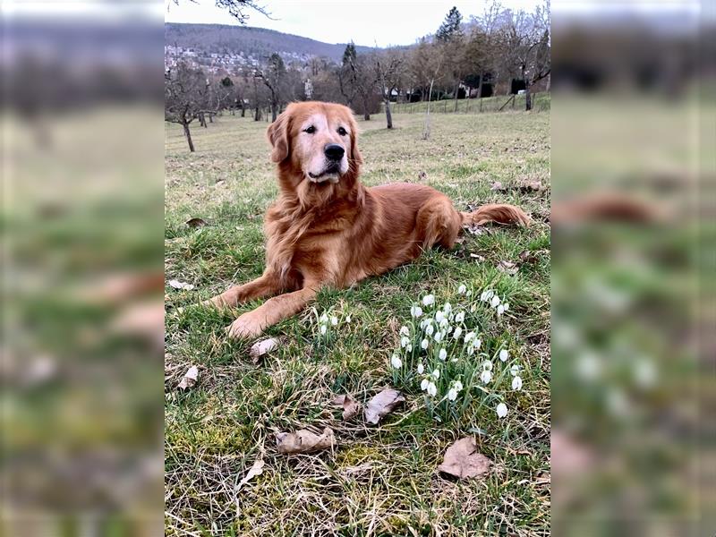 Deckrüde, Goldene Retriever